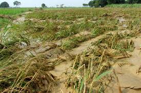 Heavy rain destroys farmlands and kills 5 in Bauchi